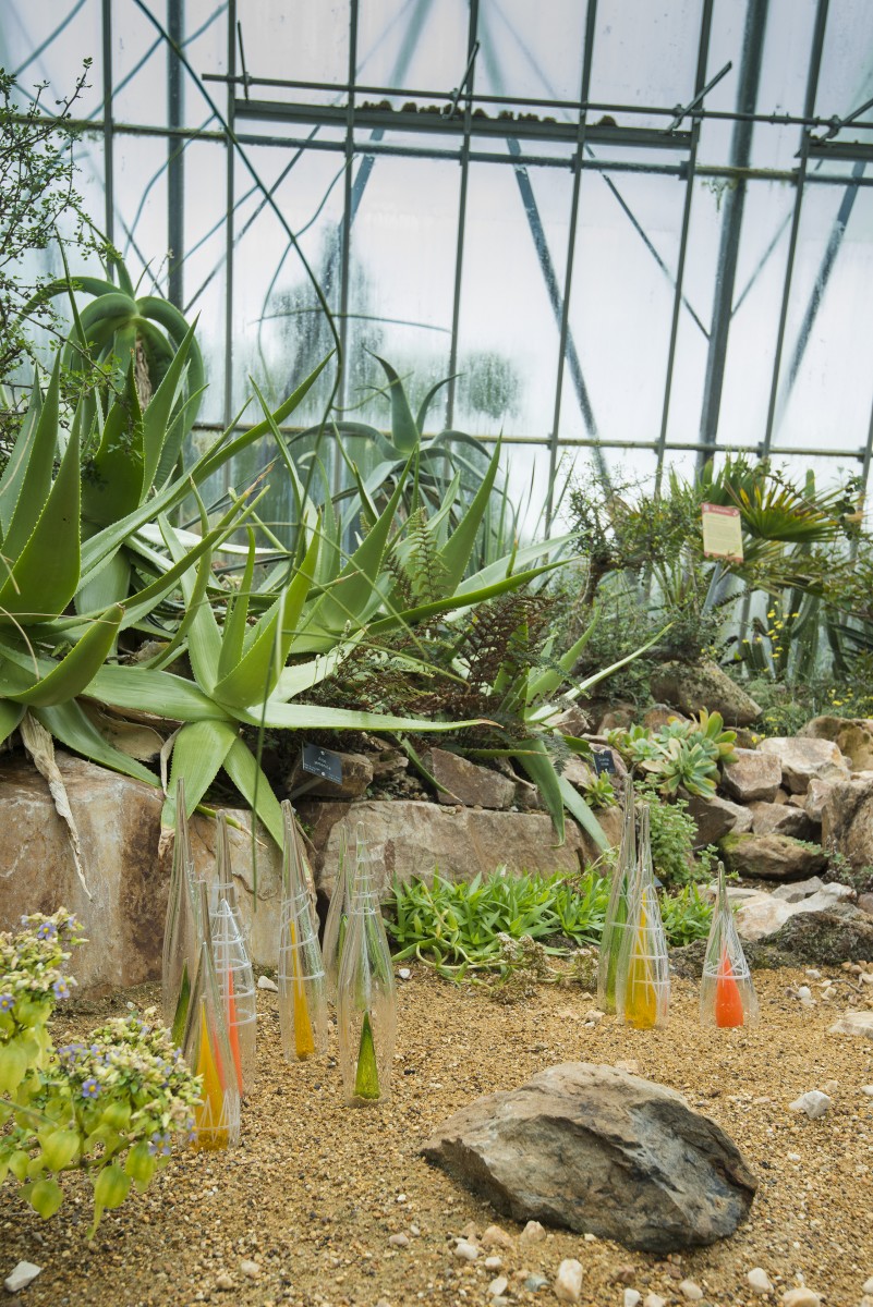 Blown glass installation in desert setting within a glasshouse